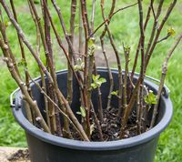 Overskydende materiale fra grundstammer